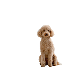 Groomed Poodle Vinyl Car Decal Sticker – Waterproof & UV-Resistant 6.826666666666667" Groomed Poodle Vinyl Car Decal Sticker – Waterproof & UV-Resistant 6.826666666666667"