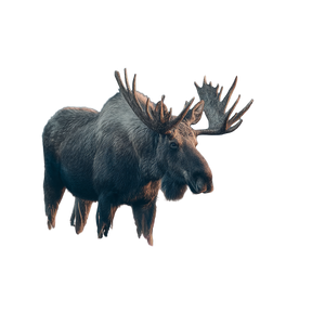 Moose At Sunset Vinyl Car Decal Sticker – Waterproof & UV-Resistant 3.4133333333333336"