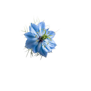 Delicate Blue Nigella Vinyl Car Decal Sticker – Waterproof & UV-Resistant 6.826666666666667"