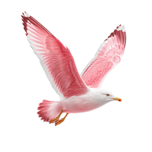Pink Seagull Flying Vinyl Car Decal Sticker – Waterproof & UV-Resistant 3.4133333333333336"