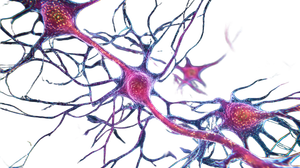 Neonatal Nerve Cells Vinyl Car Decal Sticker – Waterproof & UV-Resistant 2.72"