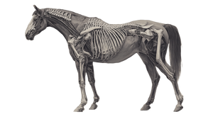 Horse Anatomy Illustration Vinyl Car Decal Sticker – Waterproof & UV-Resistant 5.4