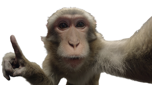 Kobe And Macaque Vinyl Car Decal Sticker – Waterproof & UV-Resistant 2.72"