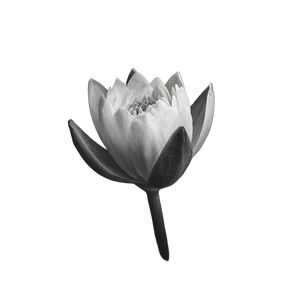 Closed Water Lily Vinyl Car Decal Sticker – Waterproof & UV-Resistant 3.4133333333333336"