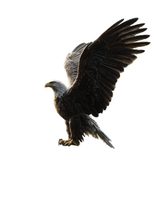 Patriotic Bald Eagle V11 Vinyl Car Decal Sticker – Waterproof & UV-Resistant 8.213333333333333"