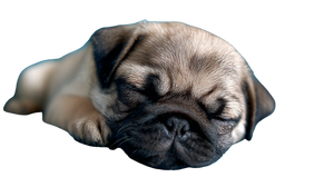 Sleeping Pug Puppy V2 Vinyl Car Decal Sticker – Waterproof & UV-Resistant 2.72" Sleeping Pug Puppy V2 Vinyl Car Decal Sticker – Waterproof & UV-Resistant 2.72"