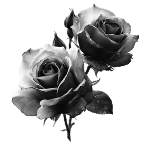 Black White Roses V2 Vinyl Car Decal Sticker – Waterproof & UV-Resistant 3.4133333333333336" Black White Roses V2 Vinyl Car Decal Sticker – Waterproof & UV-Resistant 3.4133333333333336"