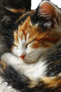 Three-Color Kitten Vinyl Car Decal Sticker – Waterproof & UV-Resistant 4.4