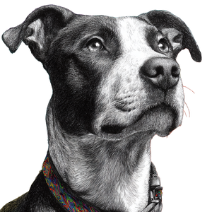 Pitbull Mix Portrait Vinyl Car Decal Sticker – Waterproof & UV-Resistant 3.4133333333333336"