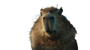 Capybara In Car Vinyl Car Decal Sticker – Waterproof & UV-Resistant 2.72"