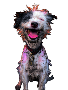 Funky Smiling Dog Vinyl Car Decal Sticker – Waterproof & UV-Resistant 8.213333333333333"