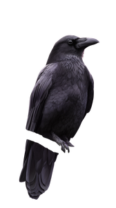 Moonlit Crow Vinyl Car Decal Sticker – Waterproof & UV-Resistant 4.8533333333333335"