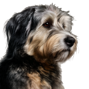 Realistic Dog Portrait Vinyl Car Decal Sticker – Waterproof & UV-Resistant 3.4133333333333336" Realistic Dog Portrait Vinyl Car Decal Sticker – Waterproof & UV-Resistant 3.4133333333333336"