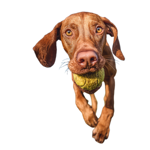 Vizsla Playing Outside Vinyl Car Decal Sticker – Waterproof & UV-Resistant 3.4133333333333336"