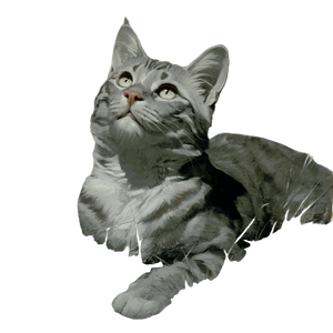 Orange Tabby Cat V22 Vinyl Car Decal Sticker – Waterproof & UV-Resistant 6.826666666666667"