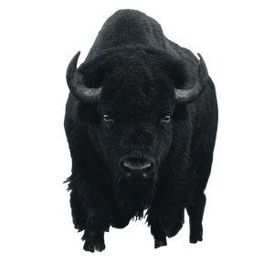 Black Bison Vinyl Car Decal Sticker – Waterproof & UV-Resistant 3.4133333333333336"