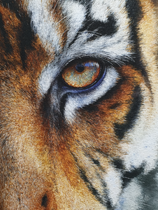 Tiger Eye Closeup Vinyl Car Decal Sticker – Waterproof & UV-Resistant 8.213333333333333" Tiger Eye Closeup Vinyl Car Decal Sticker – Waterproof & UV-Resistant 8.213333333333333"