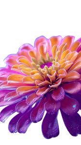 Bioluminescent Zinnia Vinyl Car Decal Sticker – Waterproof & UV-Resistant 4.8533333333333335" Bioluminescent Zinnia Vinyl Car Decal Sticker – Waterproof & UV-Resistant 4.8533333333333335"