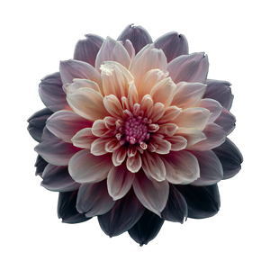 Dreamy Floral Bloom Vinyl Car Decal Sticker – Waterproof & UV-Resistant 6.826666666666667"