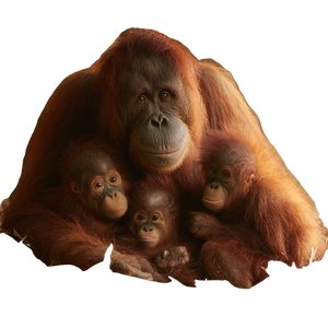 Orangutan Family V3 Vinyl Car Decal Sticker – Waterproof & UV-Resistant 3.4133333333333336"
