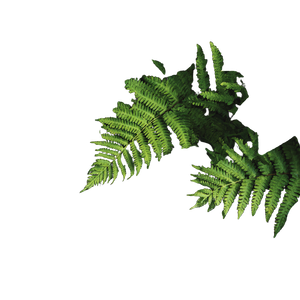 Green Leaf Closeup Vinyl Car Decal Sticker – Waterproof & UV-Resistant 6.826666666666667"