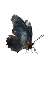 Surreal Distorted Butterfly Vinyl Car Decal Sticker – Waterproof & UV-Resistant 9.706666666666667"