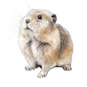 Lemming Infographic Vinyl Car Decal Sticker – Waterproof & UV-Resistant 3.4133333333333336"