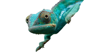 Chameleon On Tree Vinyl Car Decal Sticker – Waterproof & UV-Resistant 5.4