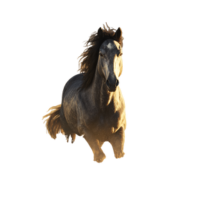 Majestic Galloping Horse V4 Vinyl Car Decal Sticker – Waterproof & UV-Resistant 3.4133333333333336" Majestic Galloping Horse V4 Vinyl Car Decal Sticker – Waterproof & UV-Resistant 3.4133333333333336"