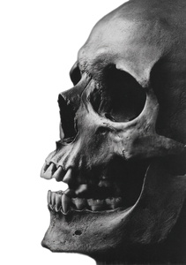 Skull Close-Up Vinyl Car Decal Sticker – Waterproof & UV-Resistant 4.32"