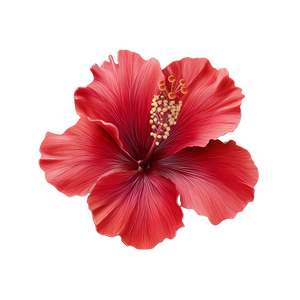 Red Hibiscus Flower V6 Vinyl Car Decal Sticker – Waterproof & UV-Resistant 6.826666666666667"