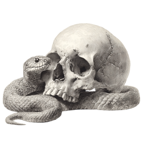 Snake And Skull V2 Vinyl Car Decal Sticker – Waterproof & UV-Resistant 3.4133333333333336"