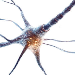 Neurons Anatomy Cell Vinyl Car Decal Sticker – Waterproof & UV-Resistant 6.826666666666667"