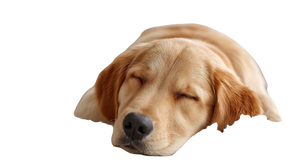 Sleeping Golden Retriever V17 Vinyl Car Decal Sticker – Waterproof & UV-Resistant 5.4