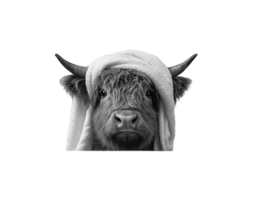 Highland Cow Bath V4 Vinyl Car Decal Sticker – Waterproof & UV-Resistant 6.1866666666666665"
