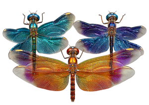 Colorful Dragonflies Vinyl Car Decal Sticker – Waterproof & UV-Resistant 3.0933333333333333"