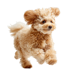 Toy Poodle Running V2 Vinyl Car Decal Sticker – Waterproof & UV-Resistant 3.4133333333333336"