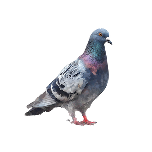 Watercolor Pigeon V2 Vinyl Car Decal Sticker – Waterproof & UV-Resistant 3.4133333333333336"
