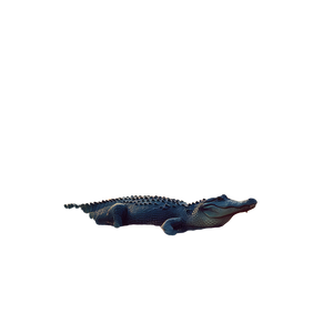 Sunbathing Alligator Vinyl Car Decal Sticker – Waterproof & UV-Resistant 3.4133333333333336"