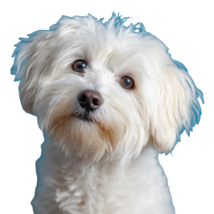 Cute White Dog V2 Vinyl Car Decal Sticker – Waterproof & UV-Resistant 3.4133333333333336"