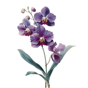 Purple Orchid Illustration Vinyl Car Decal Sticker – Waterproof & UV-Resistant 6.826666666666667"