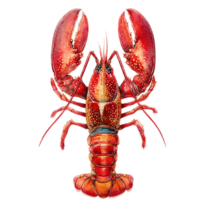 Realistic Watercolor Lobster Vinyl Car Decal Sticker – Waterproof & UV-Resistant 3.4133333333333336"