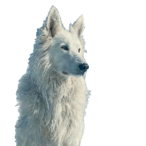 Snowy Dog Vinyl Car Decal Sticker – Waterproof & UV-Resistant 3.4133333333333336"