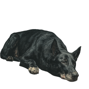 Injured Dog Vinyl Car Decal Sticker – Waterproof & UV-Resistant 3.4133333333333336" Injured Dog Vinyl Car Decal Sticker – Waterproof & UV-Resistant 3.4133333333333336"