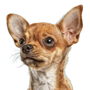 Chihuahua Vinyl Car Decal Sticker – Waterproof & UV-Resistant 3.4133333333333336" Chihuahua Vinyl Car Decal Sticker – Waterproof & UV-Resistant 3.4133333333333336"