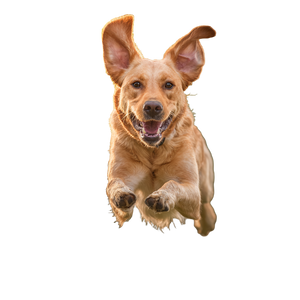 Joyful Leaping Labrador V2 Vinyl Car Decal Sticker – Waterproof & UV-Resistant 6.826666666666667"