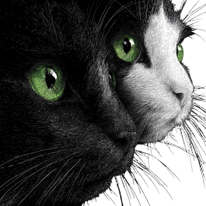 Black White Cats Vinyl Car Decal Sticker – Waterproof & UV-Resistant 3.4133333333333336" Black White Cats Vinyl Car Decal Sticker – Waterproof & UV-Resistant 3.4133333333333336"