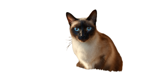 Sleek Siamese Cat V2 Vinyl Car Decal Sticker – Waterproof & UV-Resistant 5.4