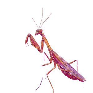 Abstract Mantis Vinyl Car Decal Sticker – Waterproof & UV-Resistant 3.4133333333333336"