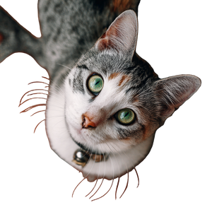 A Cat V52 Vinyl Car Decal Sticker – Waterproof & UV-Resistant 3.4133333333333336" A Cat V52 Vinyl Car Decal Sticker – Waterproof & UV-Resistant 3.4133333333333336"